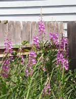 Fireweed in my back yard -- summer is over when the blooms have topped out