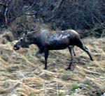 Adult Cow Moose